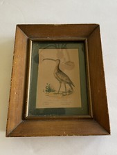 Framed/Matted  Antique Print Long Billed Curlew Print Shore Wading  Bird