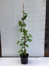  Hazel tree (corylus avellana) inc. pot
