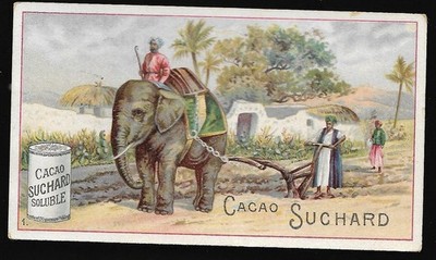 Arbeiten mit einem Elefanten - Asien - Chromo Chocolat Suchard - Trade Card