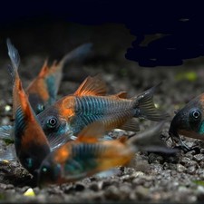 Corydoras Orange Venezuelan