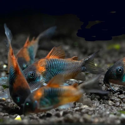 JUSTFISHYTHING Corydoras Orange Venezuelan