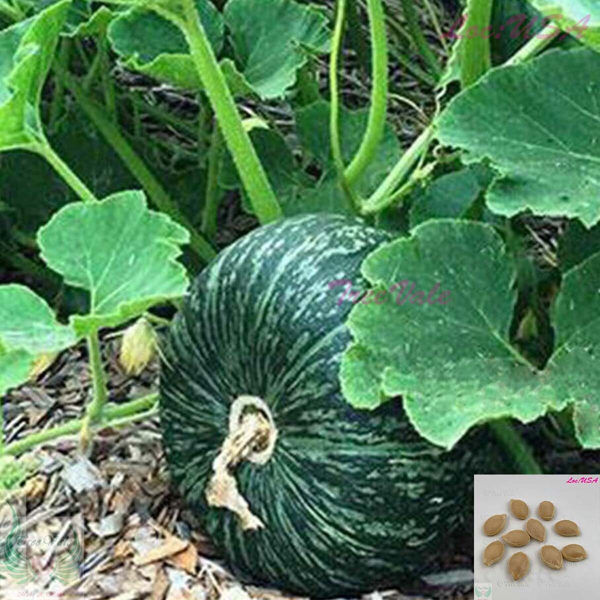 JAPANESE KABOCHA SEEDS pumpkin winter squash heirloom GREEN