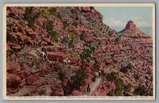 Arizona Grand Canyon Zig Zags Bright Angel Trail Photo Stint Fred Harvey A220a