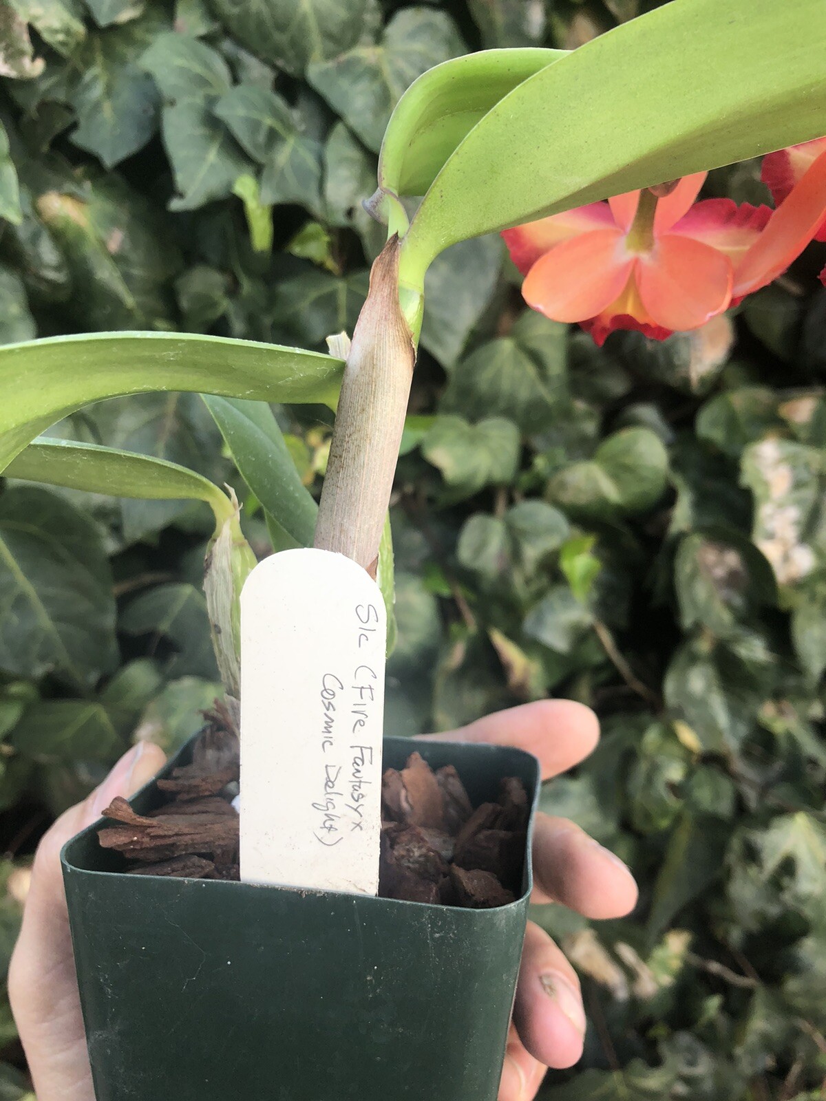 Slc. Fordyce Fantasy x Cosmic Delight Miniature Select Blooming Cattleya - Picture 5 of 5