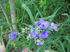 25 Ohio Spiderwort Bulbs - Purple Blooms