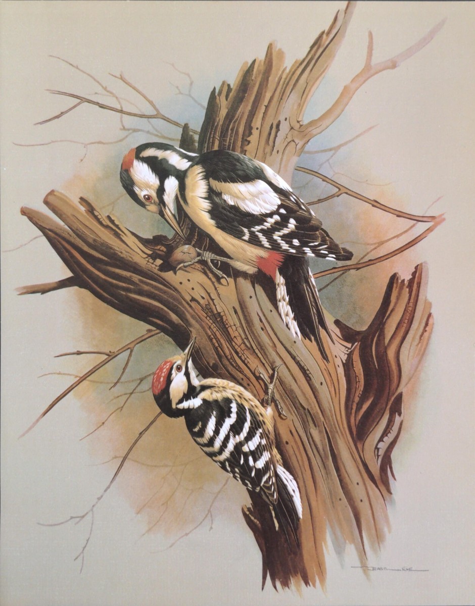 Basil Ede Birds Pied and Barred Woodpeckers Vintage Art