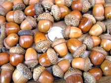 48 dried acorns With caps for fall crafts, Real acorns,  Natural finish BX