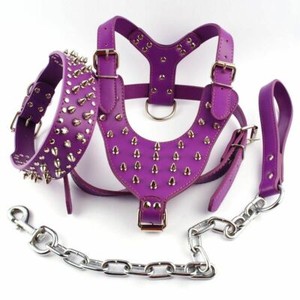 dog leashes and harness