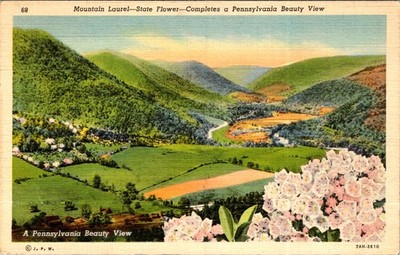 Pennsylvania Beauty View Mountain Laurel State Flower Postcard 1940s Curt Teich
