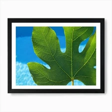 Close-up of a green fig leaf and bl Framed Wall Art Poster Canvas Print Picture