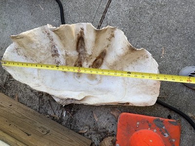 Natural TRIDACNA GIGAS Giant Clam Shell Seashell 6 x 4 Inch Sea Ocean