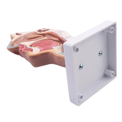 Medizinisches Modell Der Menschlichen Anatomischen Nasen Höhlen Hals Anatom2406
