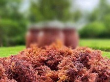 Aquatic Energy Dr.Sebi 1Lb Wildcrafted Jamaica Irish Sea Moss Vegan Superfood 