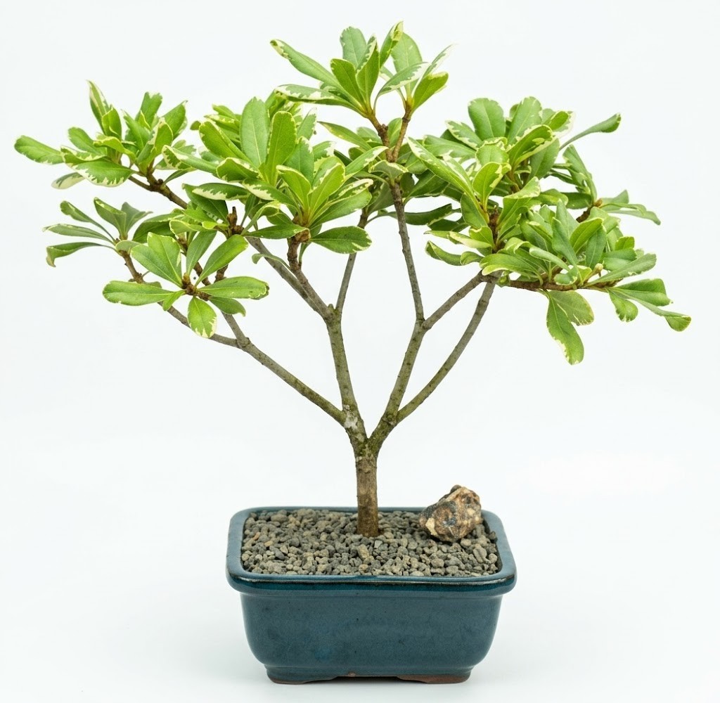 BONSAI出品 Juniper Bonsai Tree - Phoenix Graft(juniper procumbens nana)