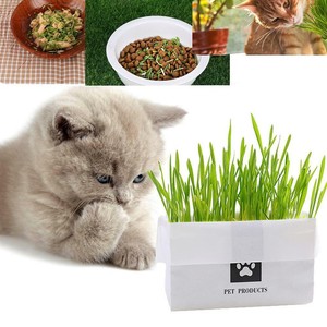 cat grass kit