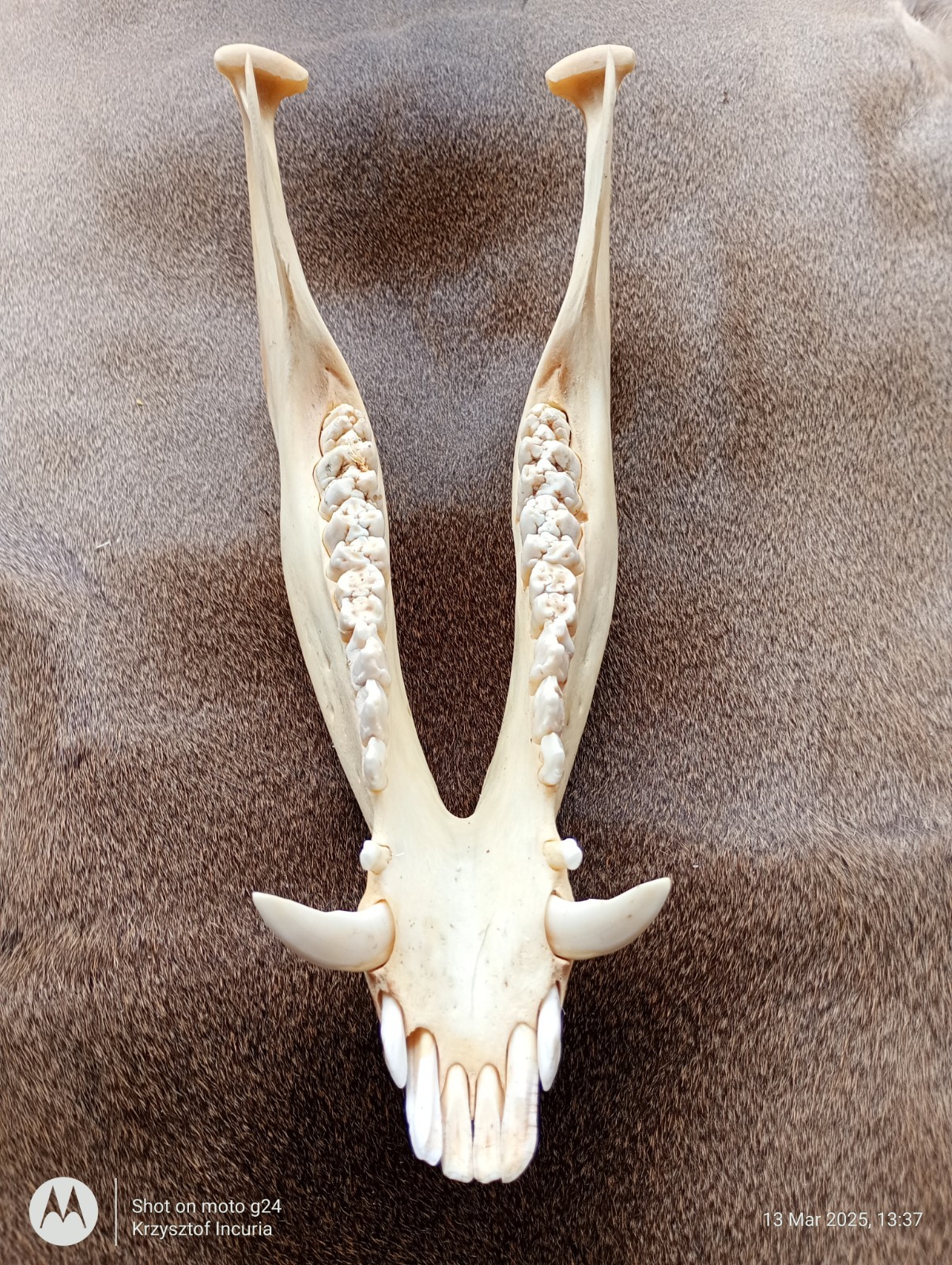 One Wild Boar Hog Skull Lower Jaw With Complete Set Of Teeth Fangs