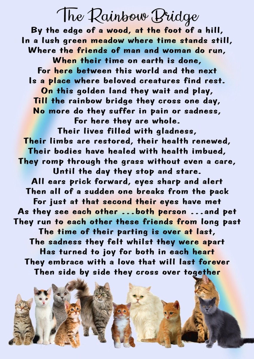 Short Rainbow Bridge Poem For Cats Pdf Download Infoupdate short-rainbow-bridge-poem-for-cats-pdf-download-infoupdate