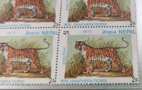 尼泊尔猛老虎邮票 Nepal 1975 Panthera Tiger Stamp Mint Block Of 4 Stamp, Back Light Toned - Picture 2 of 5