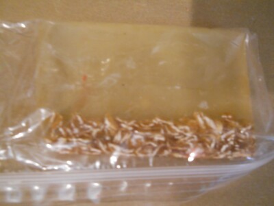 New Primal Elements End Cut Soap, Oatmeal Lavender End Cut Slice, 3.9 oz.