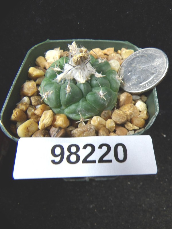 Turbinicarpus lophophoroides Seedling Live Cactus Cacti Plant 98220