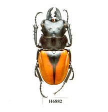 BEETLE, INSECT -H6882. Lucanidae: Odontolabis paulei - 55.7MM, LAOS