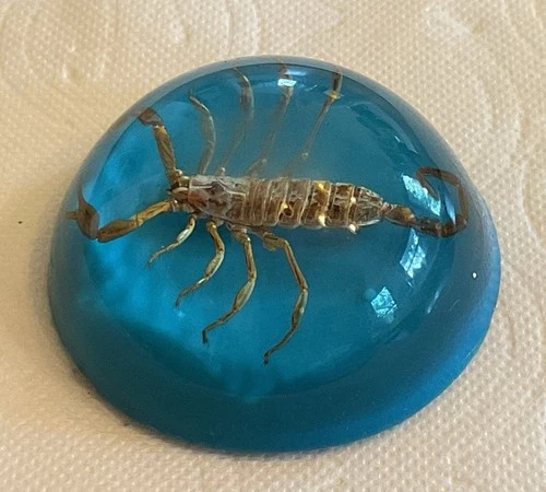 Vintage Real Scorpion in Blue Lucite Acrylic Paperweight 1” X 2.5"