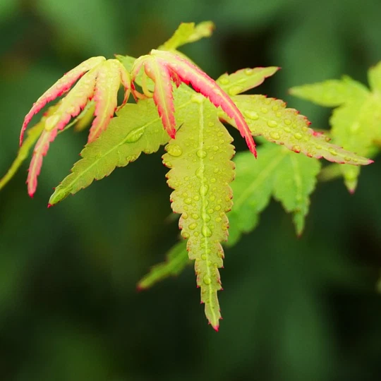 Acer elegantulum (Elegant Maple) 10 Tree Seeds | RARE Outdoor Bonsai Garden | UK - Image 4 of 4