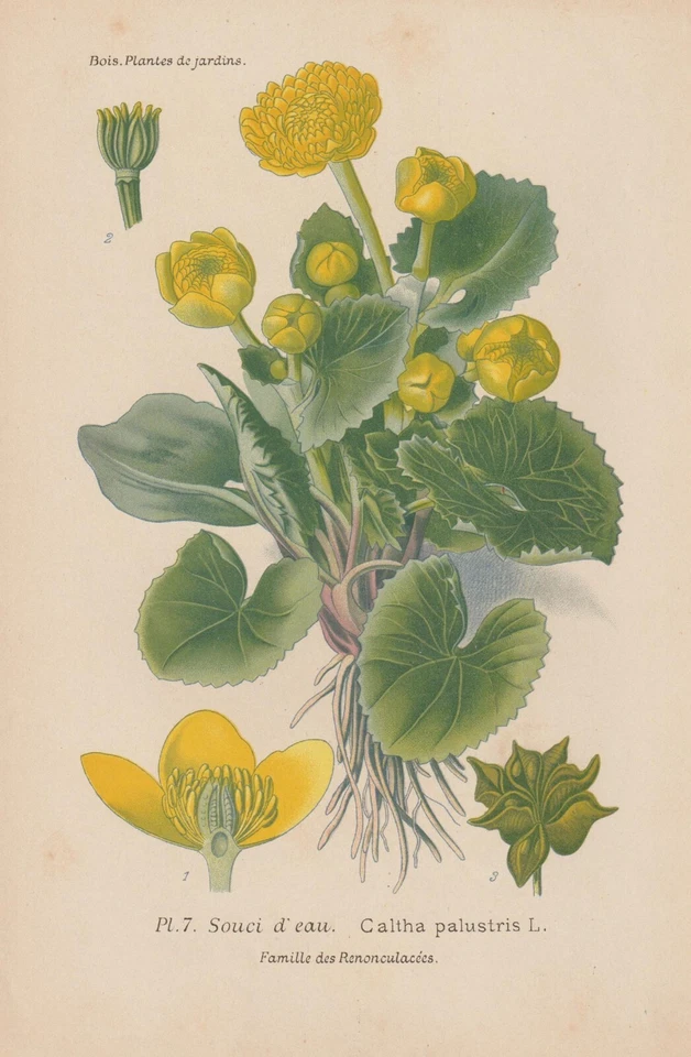 Sumpfdotterblume (Caltha palustris) CHROMOLITHOGRAPHIE von 1896 Désiré Bois RAR - Bild 1 von 1