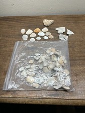 Assorted lot of many seashells crafts educational decor of beach