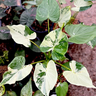 Alocasia Cucullata White Albo Variegated Free Phyto Cert. | eBay