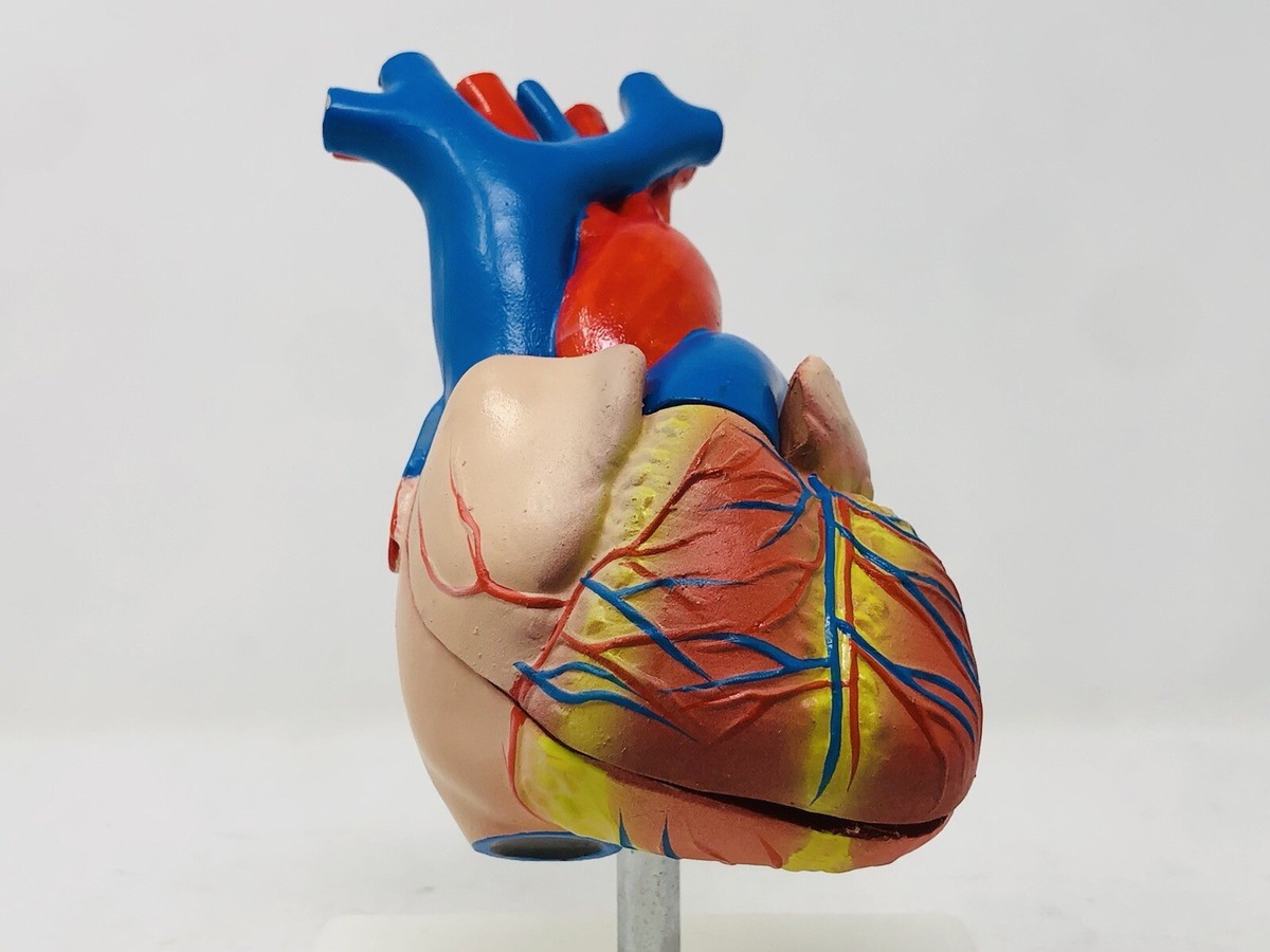洋楽 SHAPE OF HEART, SHAPE OF HUMAN 洋楽 SHAPE OF HEART, SHAPE OF HUMAN Shape Of Heart, Shape Of