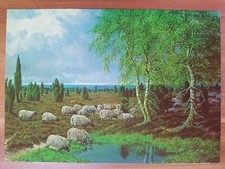 Schöne alte Ansichtskarte AK Heidschnucken Lüneburger Heide Bernhard de Bruycker