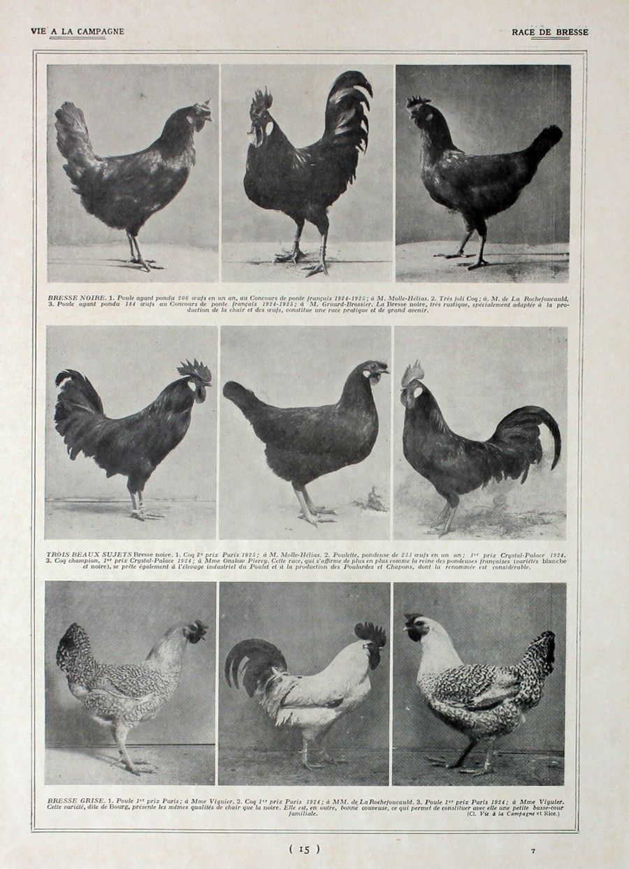 Poules: race de Bresse/ Bresse et Gatinaise. Fronte/retro. Immagine 1927