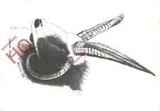 Picture Postcard-:Jacob Ram