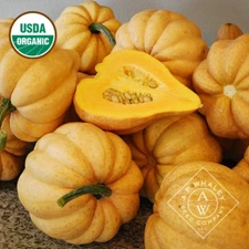 40 organic Thelma Sanders' Sweet Potato winter squash seeds
