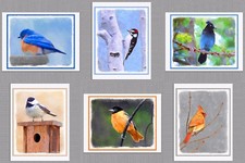 6 Assorted Wild Bird Blank Note Greeting Cards Bluebird Oriole Cardinal Junco