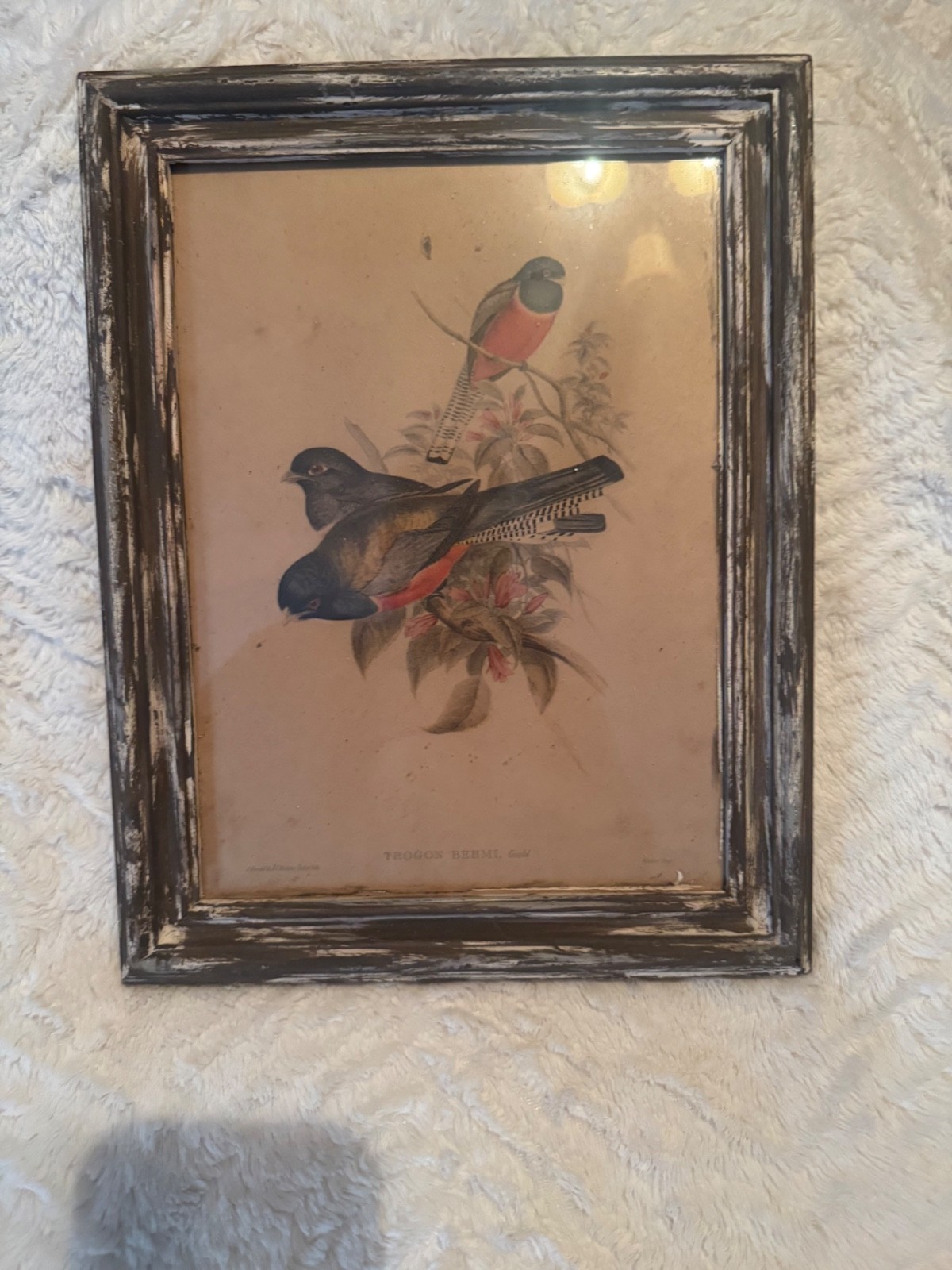 J. GOULD & H. C. RICHTER Antique Lithograph Art hand-colored Bird Trogon Behmi