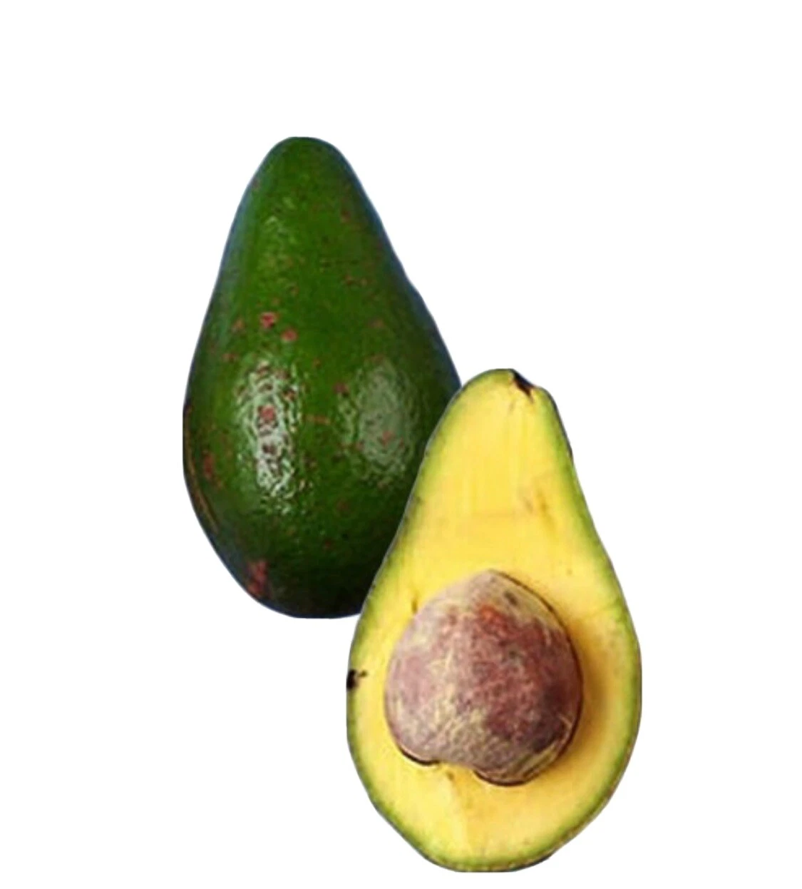 Caribbean avocados 🥑 organic tree, included pot.