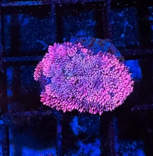 CE- WYSIWYG Mai Tai Rainbow Goni Frag - Live Coral Frag LPS SPS #R2GA8