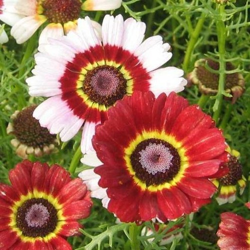 Painted Daisy MIXED Colors Pollinators Butterflies Perennial Non-GMO 200 Seeds! - Picture 3 of 11