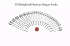 ? Weighted Human Organ Tuning Fork Set 15-Piece Collection |  Vibration Therapy