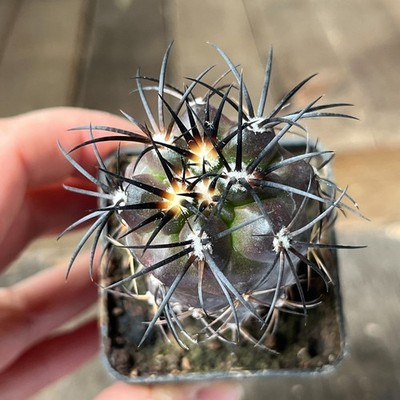 21-4280 Copiapoa griseoviolacea, JN1273, Hacienda Nicolasa, At, grafted
