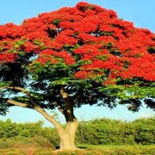 ROYAL POINCIANA RED FLAME TREE SEEDS Delonix Regia Tropical Flamboyant Flower