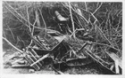 RPPC GUN NEAR VERDUN FRANCE WW1 MILITARY REAL PHOTO POSTCARD WNC 506