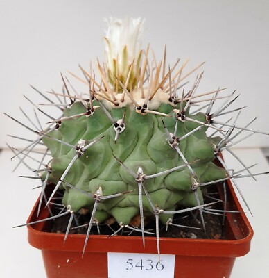 Thelocactus rinconensis var. lophothele /5436/,D88mm,own root | eBay