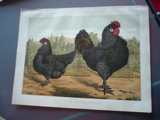 ENGRAVING 1883 ROOSTER AND CHICKEN OF THE FRIEZE BREED