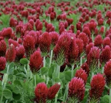 300 Crimson Clover Dixie (Trifolium Incarnatum)  seeds (Non-GMO) Inoculated