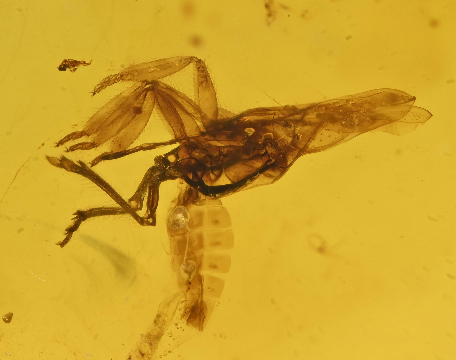 Rare Pyrops candelaria (Planthopper), Fossil insect inclusion in Burmese Amber