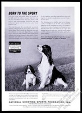 1962 Setter inglese e cucciolo foto tiro nazionale Fondazione sportiva stampa annuncio