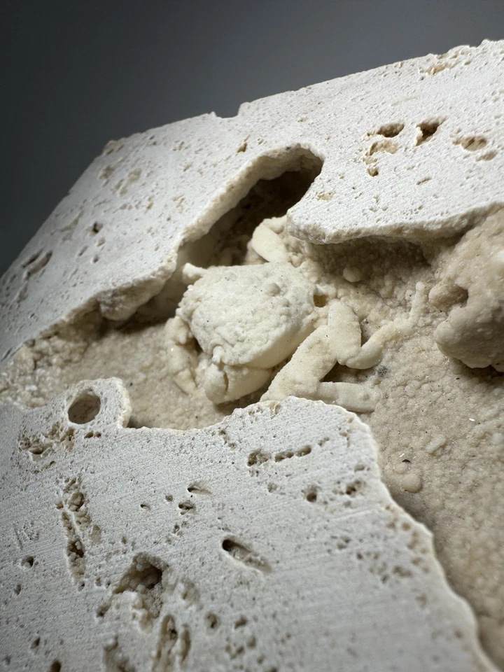 1.75 Inch Travertine Crab Fossil Turkey, Fossil Travertine Crab Potamon - Image 4 of 4